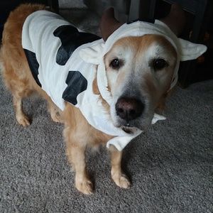 Dog Halloween costume